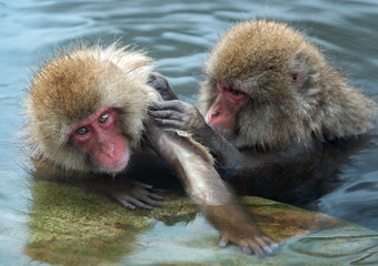 Japanese macaques in the water of natural hot springs. The Japanese macaque ( Scientific name: Macaca fuscata), also known as the snow monkey. Natural habitat, winter season.
