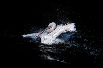 Fototapeta premium Duży pelikan z trzepoczącymi skrzydłami i kroplami wody pływającej w czarnej wodzie