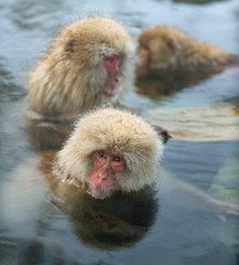 Japanese macaques in the water of natural hot springs. The Japanese macaque ( Scientific name: Macaca fuscata), also known as the snow monkey. Natural habitat, winter season.
