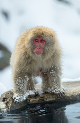 Obraz premium Japanese macaque near the natural hot springs. The Japanese macaque ( Scientific name: Macaca fuscata), also known as the snow monkey. Natural habitat, winter season.