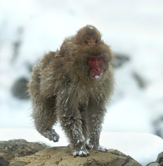 Cub on Japanese macaque`s back near the natural hot springs. The Japanese macaque ( Scientific name: Macaca fuscata), also known as the snow monkey. Natural habitat, winter season.