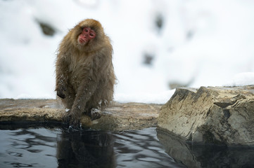 Japanese macaque shakes water from the wool on the shore of hot natural springs. Japanese Macaca (scientific name: Macaca fuscata), also known as the snow monkey. Natural habitat, winter season