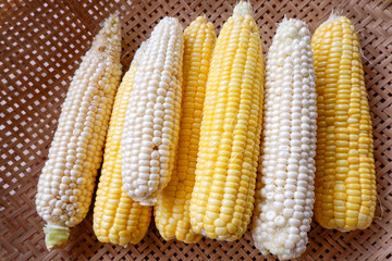 Organic, natural white and yellow corn, Fresh corn on threshing basket.