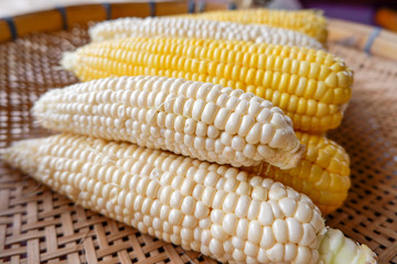 Organic, natural white and yellow corn, Fresh corn on threshing basket.
