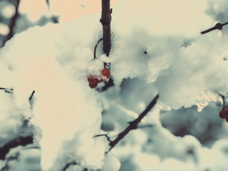 Sprig of a tree, rowan in the snow. Snow on the street of the city. The beginning of winter in...