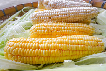 yellow corn and white corn on threshing basket, close up on corn bark