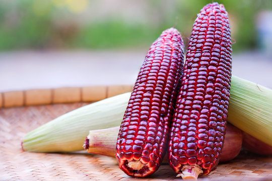 Purple corn in thailand is called Siam Ruby Queen. Can be eaten fresh raw. The taste is super sweet and crisp.