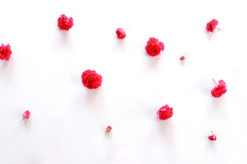 Flat lay frame composition with red flowers petals isolated on white background. Top view.