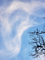 branches and clouds