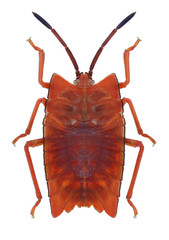 Bug Pycanum rubens on a white background