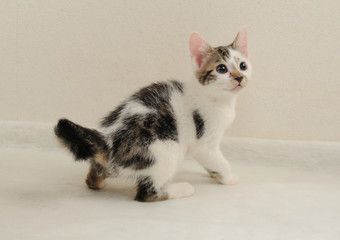 斑が入った子猫