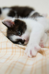 一人で戯れる子猫