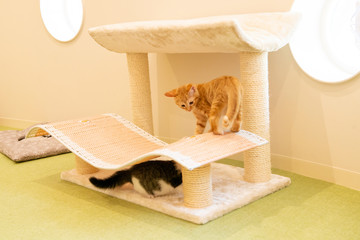 遊具で遊ぶ子猫たち