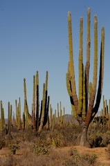  giant Cardon cactus of the Baja