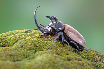 The Five-horned rhinoceros beetle (Eupatorus graciliconis) also known as Hercules beetles, Unicorn or Horn beetles. One of World most famous exotic insects pets. Selective focus,blurred background © Cheattha