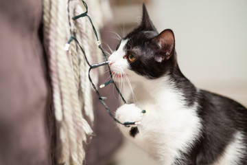 black cat playing with christmas decorations