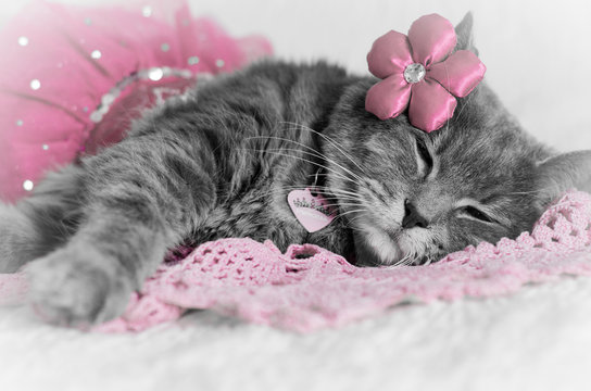 Gray Princess Cat in a Tutu