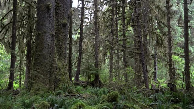 zoom in on spruce tree trunks at hoh rainforest in the olympic national park of the us pacific northwest