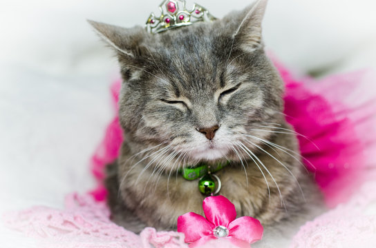 Gray Princess Cat in a Tutu