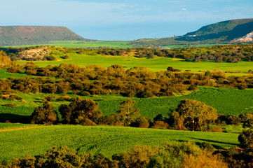Fototapeta na wymiar Pastures & Fields in Mid West - Western Australia