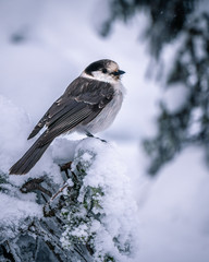 Canada Jay in the snow