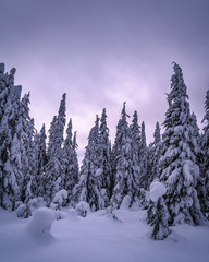 Trees covered in snow at blue hour