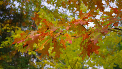 colorful oak