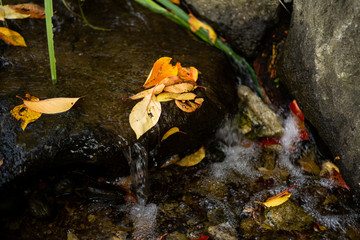 autumn leaves in water