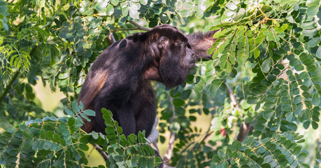 Black Howler monkey, genus Alouatta monotypic in subfamily Alouattinae, one of the largest of New World monkeys, forages for food in his habitat rain forest. 