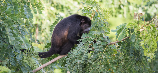 Black Howler monkey, genus Alouatta monotypic in subfamily Alouattinae, one of the largest of New World monkeys, forages for food in his habitat rain forest. 