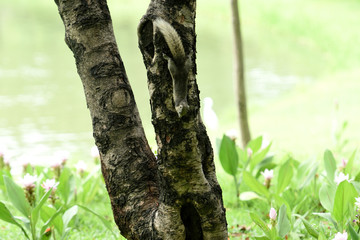 Obraz premium Squirrel