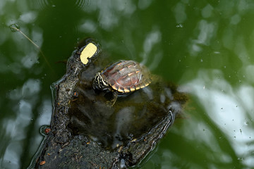 Fresh - water turtle