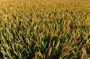 Mature rice in the field