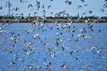 The birds of the sea