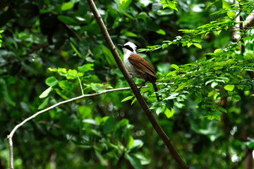 White - crested  laughingthrush