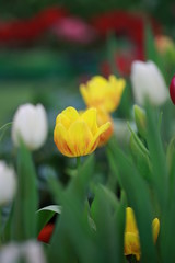 Naklejka premium Yellow tulips, winter flowers