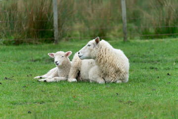 Obraz premium Sheep on New Zealand farm