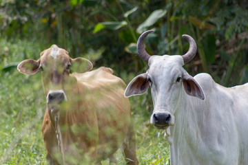 beautiful cow in venezuela