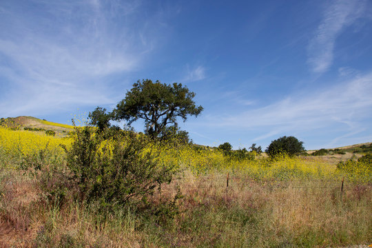 Hiking Through The Scenic Hills Of Irvine Open Ranch Space During Spring.