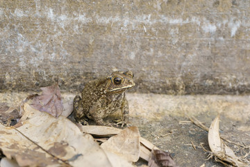 The toad are posing on the ground of cement.
