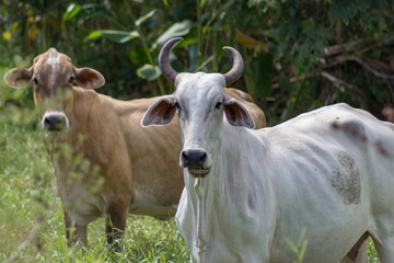 beautiful cow in venezuela