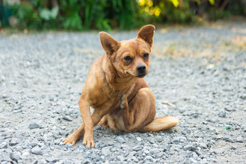 Itchy dog try to scratching its skin. Concept for pet skin's health problem.
