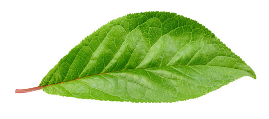 Fototapeta premium Plum leaf isolated Clipping Path