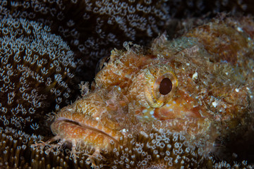 Colorful Scorpionfish on Coral in Raja Ampat