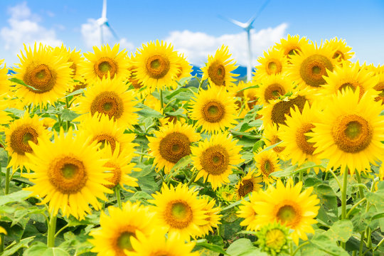 31 754 件の最適な ひまわり畑 青空 画像 ストック写真 ベクター Adobe Stock 31 754 件の最適な ひまわり畑 青空 画像 ストック写真 ベクター Adobe Stock