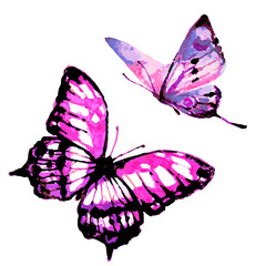 beautiful butterfly,watercolor, isolated on a white