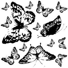 black butterfly, isolated on a white