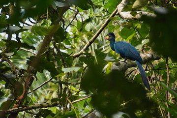Great Blue Turaco perched in the dense forest of Kibale National Park Uganda