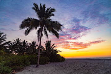 Obraz na płótnie Canvas Silhouette of palm trees with beautiful sunset
