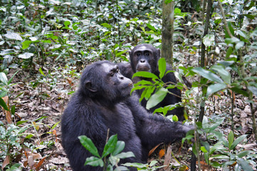 Close up Male and female chimpanzee sitting together in Kibale National Park Uganda